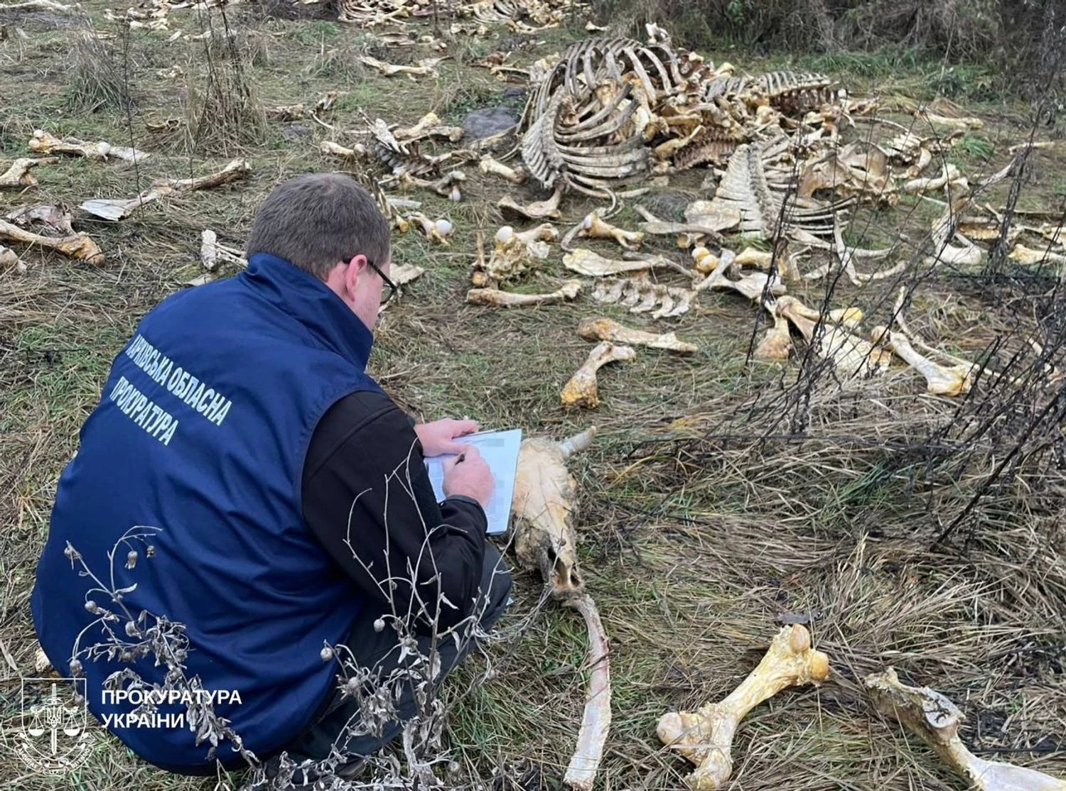 Масовий скид кісток великої рогатої худоби виявлено на Харківщині: місцеві скаржаться на сморід, а правоохоронці шукають причетних